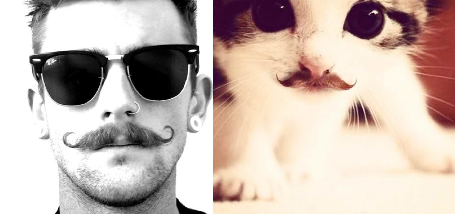 Gatti in posa, come i modelli, gli attori e gli sportivi famosi