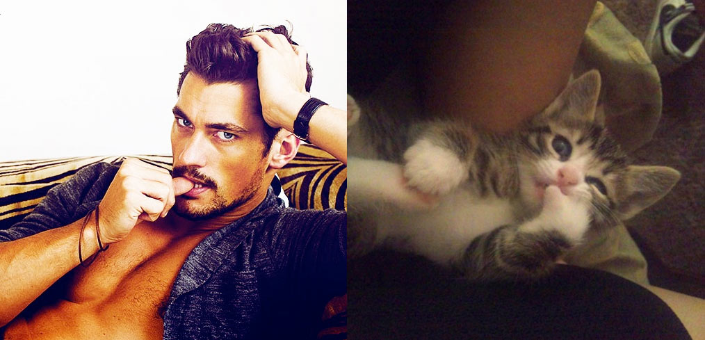 Gatti in posa, come i modelli, gli attori e gli sportivi famosi