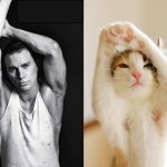 Gatti in posa, come i modelli, gli attori e gli sportivi famosi - Thumbnail