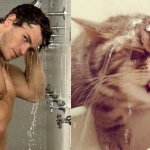 Gatti in posa, come i modelli, gli attori e gli sportivi famosi - Thumbnail