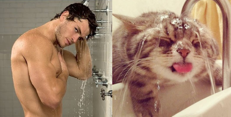 Gatti in posa, come i modelli, gli attori e gli sportivi famosi