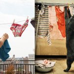 Gatti in posa, come i modelli, gli attori e gli sportivi famosi - Thumbnail