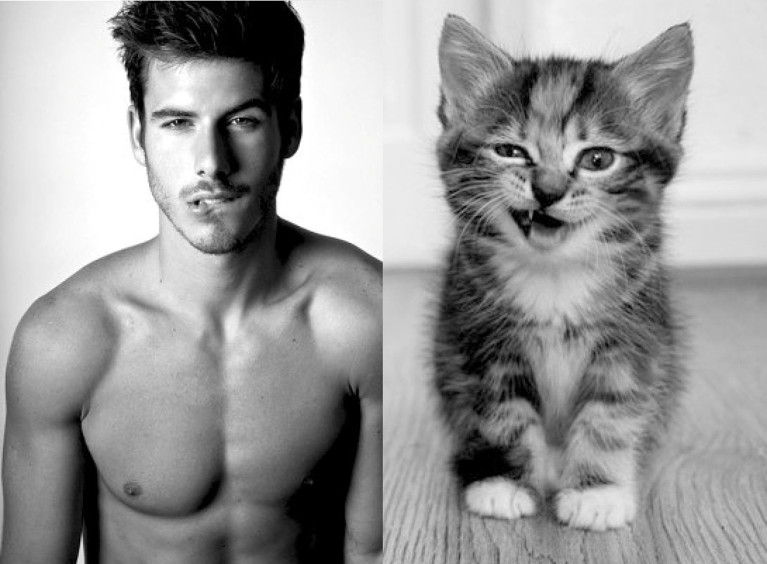 Gatti in posa, come i modelli, gli attori e gli sportivi famosi