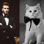 Gatti in posa, come i modelli, gli attori e gli sportivi famosi - Thumbnail