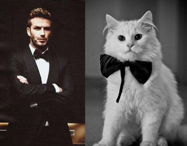 Gatti in posa, come i modelli, gli attori e gli sportivi famosi