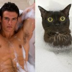 Gatti in posa, come i modelli, gli attori e gli sportivi famosi - Thumbnail