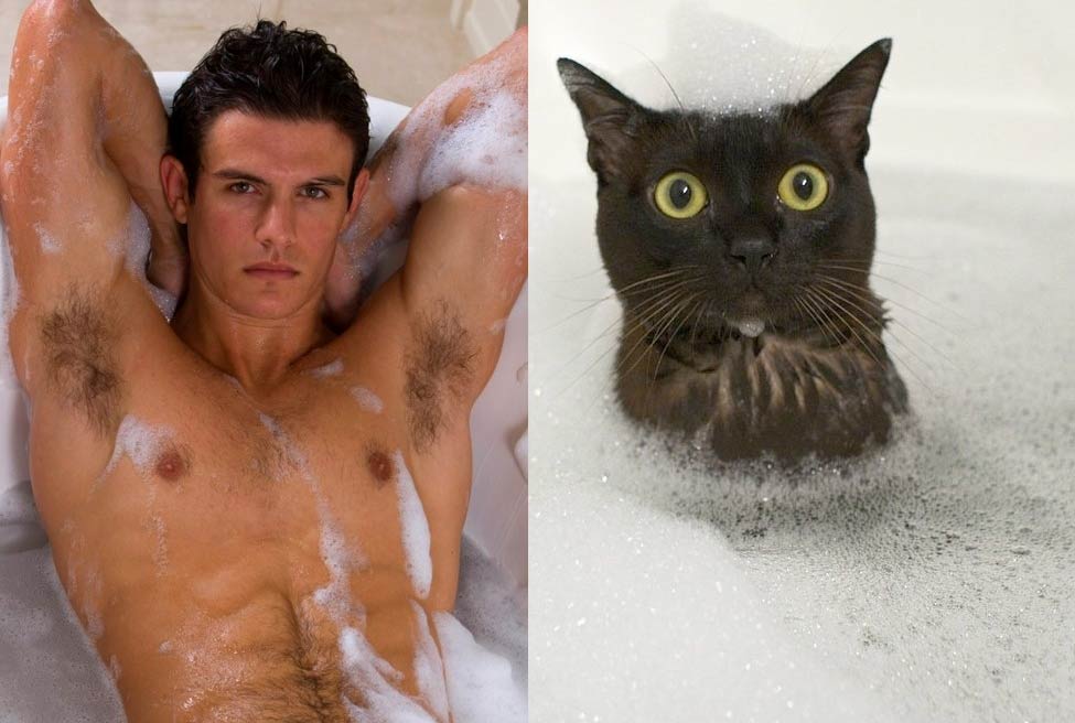 Gatti in posa, come i modelli, gli attori e gli sportivi famosi