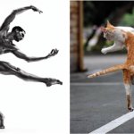 Gatti in posa, come i modelli, gli attori e gli sportivi famosi - Thumbnail