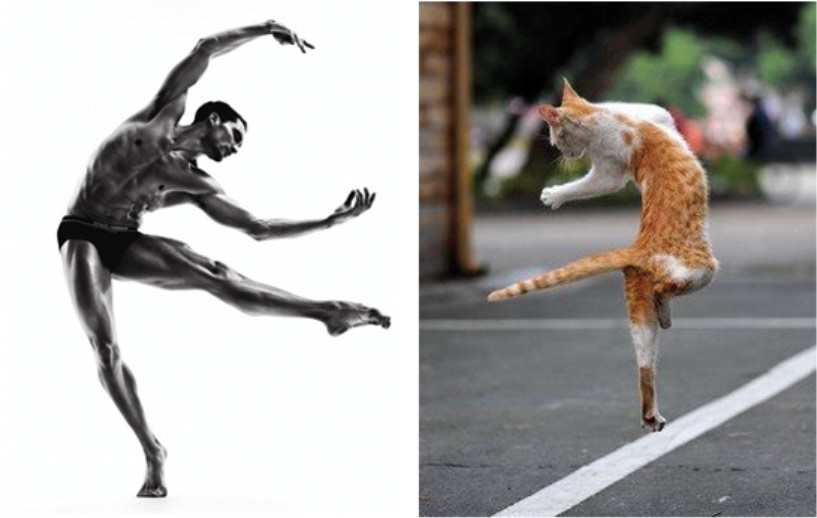 Gatti in posa, come i modelli, gli attori e gli sportivi famosi