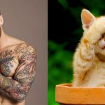 Gatti in posa, come i modelli, gli attori e gli sportivi famosi - Thumbnail