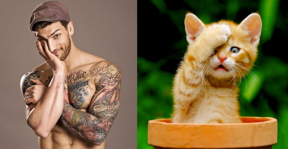 Gatti in posa, come i modelli, gli attori e gli sportivi famosi