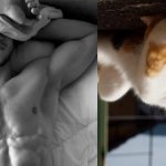 Gatti in posa, come i modelli, gli attori e gli sportivi famosi - Thumbnail