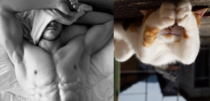 Gatti in posa, come i modelli, gli attori e gli sportivi famosi
