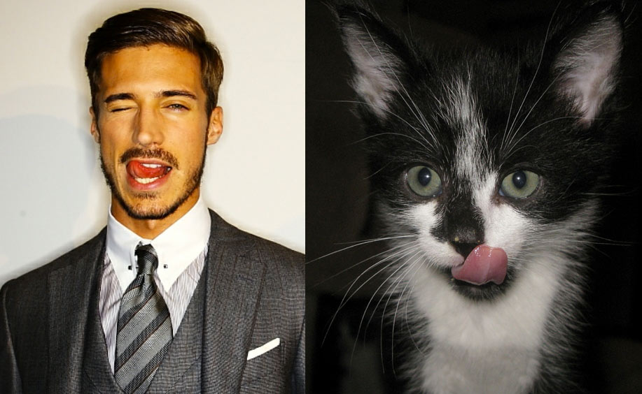 Gatti in posa, come i modelli, gli attori e gli sportivi famosi