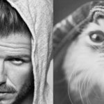 Gatti in posa, come i modelli, gli attori e gli sportivi famosi - Thumbnail