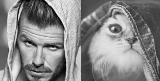 Gatti in posa, come i modelli, gli attori e gli sportivi famosi