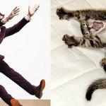 Gatti in posa, come i modelli, gli attori e gli sportivi famosi - Thumbnail
