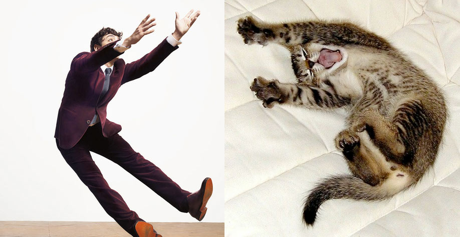 Gatti in posa, come i modelli, gli attori e gli sportivi famosi