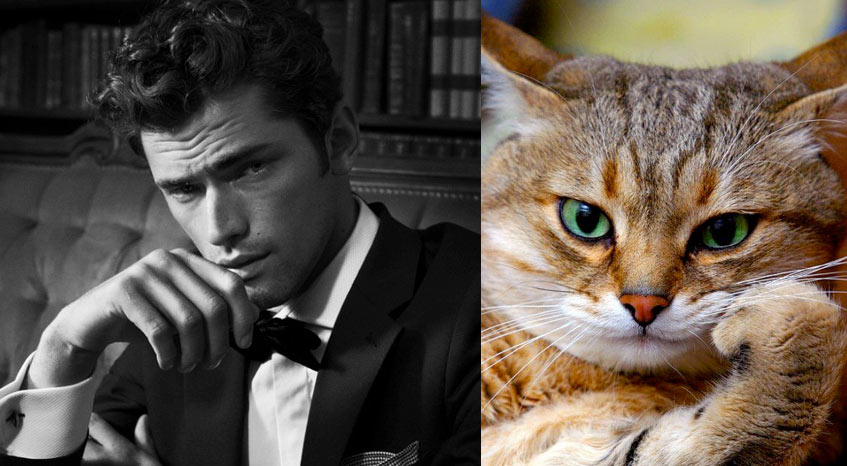 Gatti in posa, come i modelli, gli attori e gli sportivi famosi