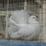 Reportage Iran - Thumbnail