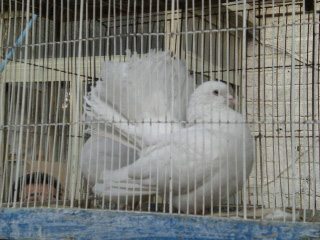 Reportage Iran