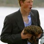 Il principino Harry - Thumbnail
