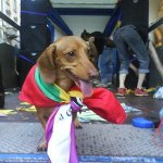 Bologna Pride 2008 - Le vostre foto_7 - Thumbnail