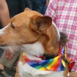 Le foto del Torino Pride 2009 - Thumbnail