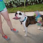 Dallas Pride: l'omofobo Texas accoglie la 31&deg; edizione della parata - Thumbnail
