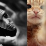 31 star sexy e 31 gattini che le imitano - Thumbnail