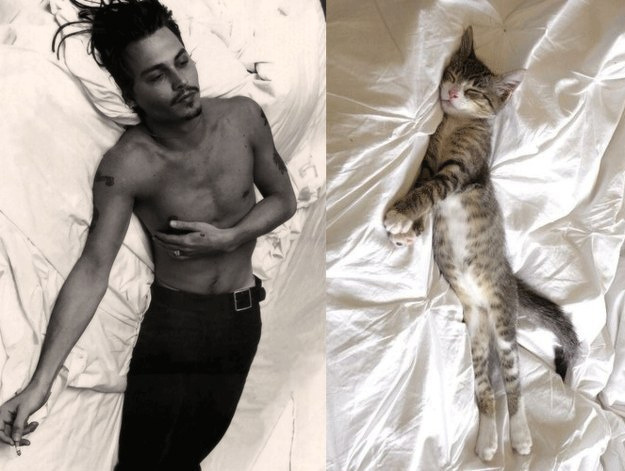 31 star sexy e 31 gattini che le imitano