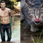 31 star sexy e 31 gattini che le imitano - Thumbnail