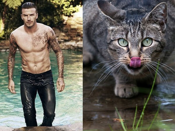 31 star sexy e 31 gattini che le imitano - star gattini1 - Gay.it