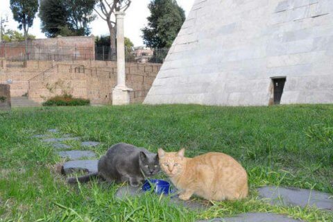 A Roma due gatti gay diventano mascotte della mostra felina - gatti gay roma base 1 - Gay.it