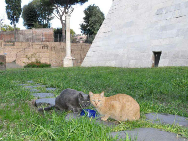 A Roma due gatti gay diventano mascotte della mostra felina