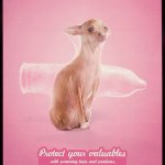 campagna_hiv_condom_cane - Thumbnail
