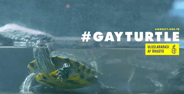 “Gay Turtle”: il video pro-LGBTI di Amnesty Turchia