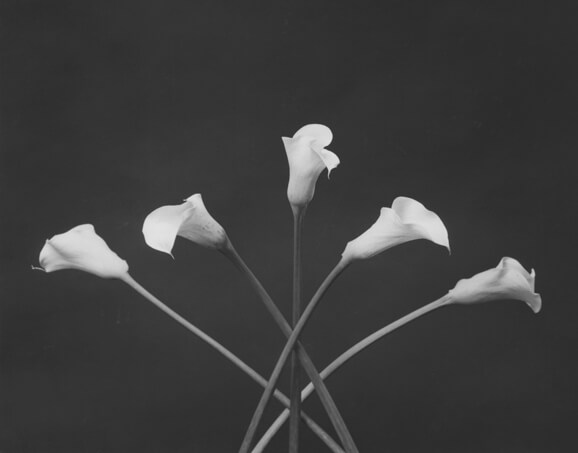 1983, Robert Mapplethorpe Calla Lilies, 1983