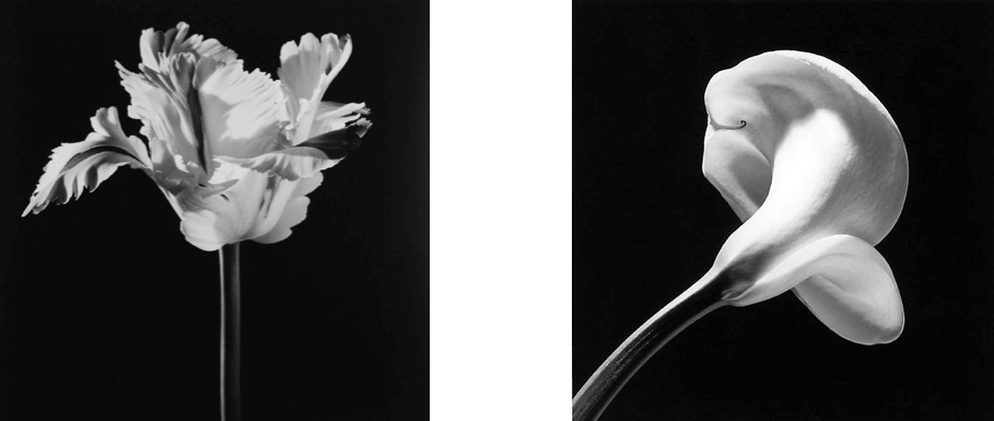 Robert-Mapplethorpe-Parrot-Tulip-1986-Calla-Lily-1984