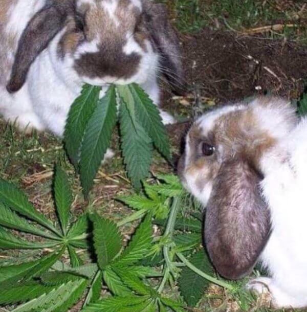 cannabis