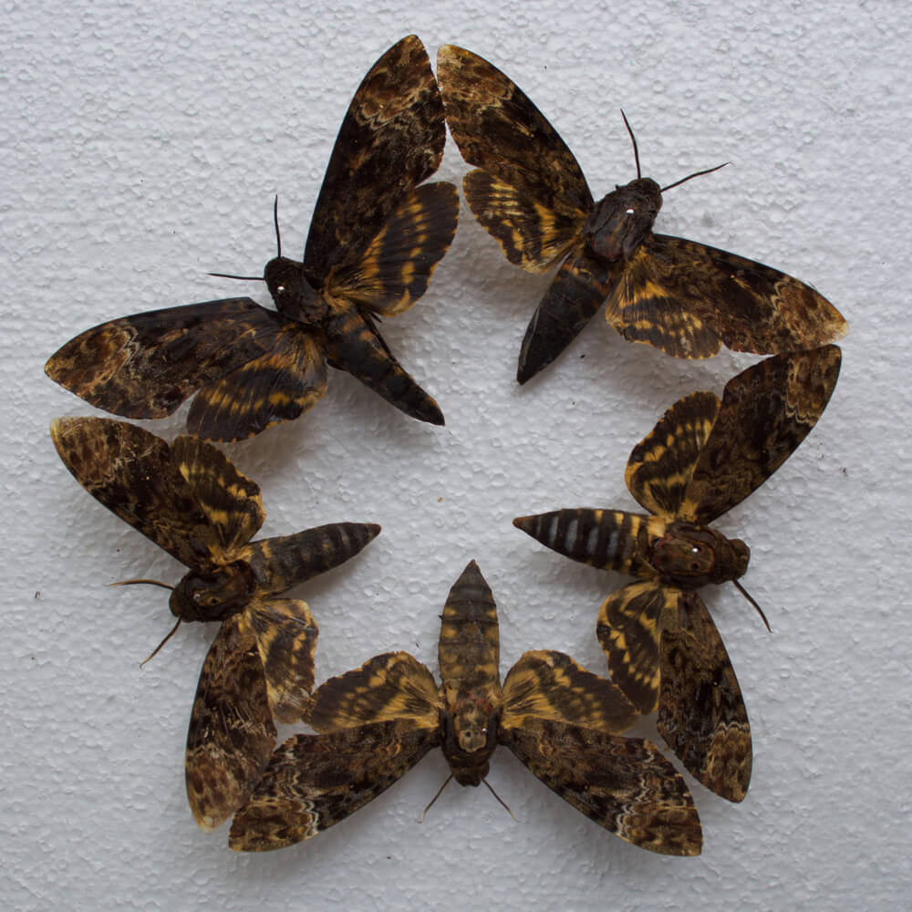 insetti 1