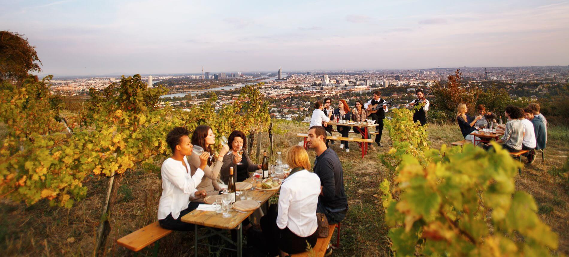 weinberg_40419_wien