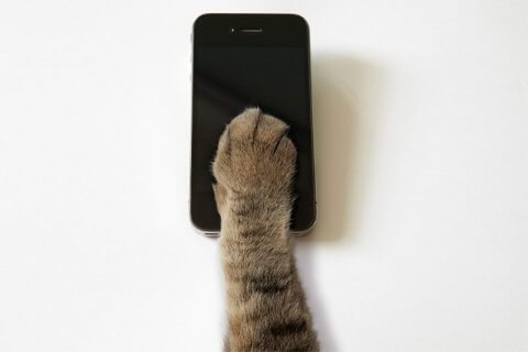 Quando il gatto ti ruba il telefono e usa la tua app per incontri - gatto - Gay.it