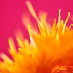 Portraits Nudes Flowers: il nuovo libro di Mariano Vivanco con James Franco e molti altri - Thumbnail
