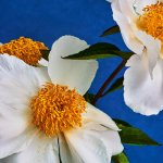 Portraits Nudes Flowers: il nuovo libro di Mariano Vivanco con James Franco e molti altri - Thumbnail