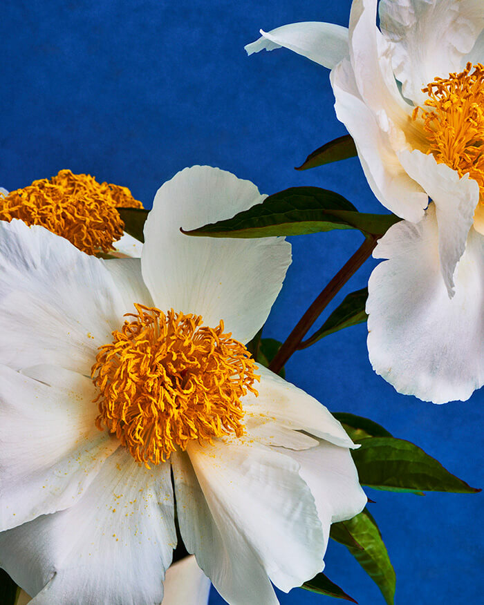 Portraits Nudes Flowers: il nuovo libro di Mariano Vivanco con James Franco e molti altri
