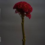 Portraits Nudes Flowers: il nuovo libro di Mariano Vivanco con James Franco e molti altri - Thumbnail