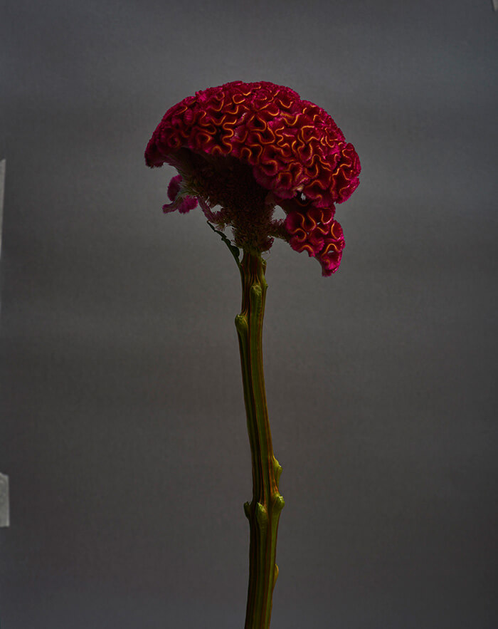 Portraits Nudes Flowers: il nuovo libro di Mariano Vivanco con James Franco e molti altri