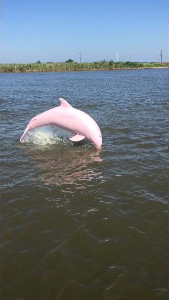 pinkie_pink_dolphin