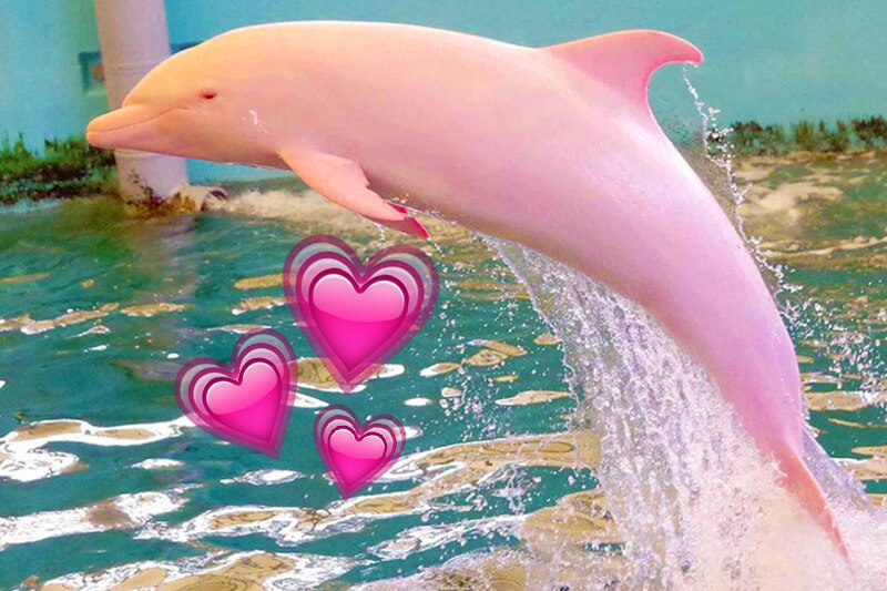 Avvistato Pinkie, rarissimo delfino rosa: è il più queer che c’è!